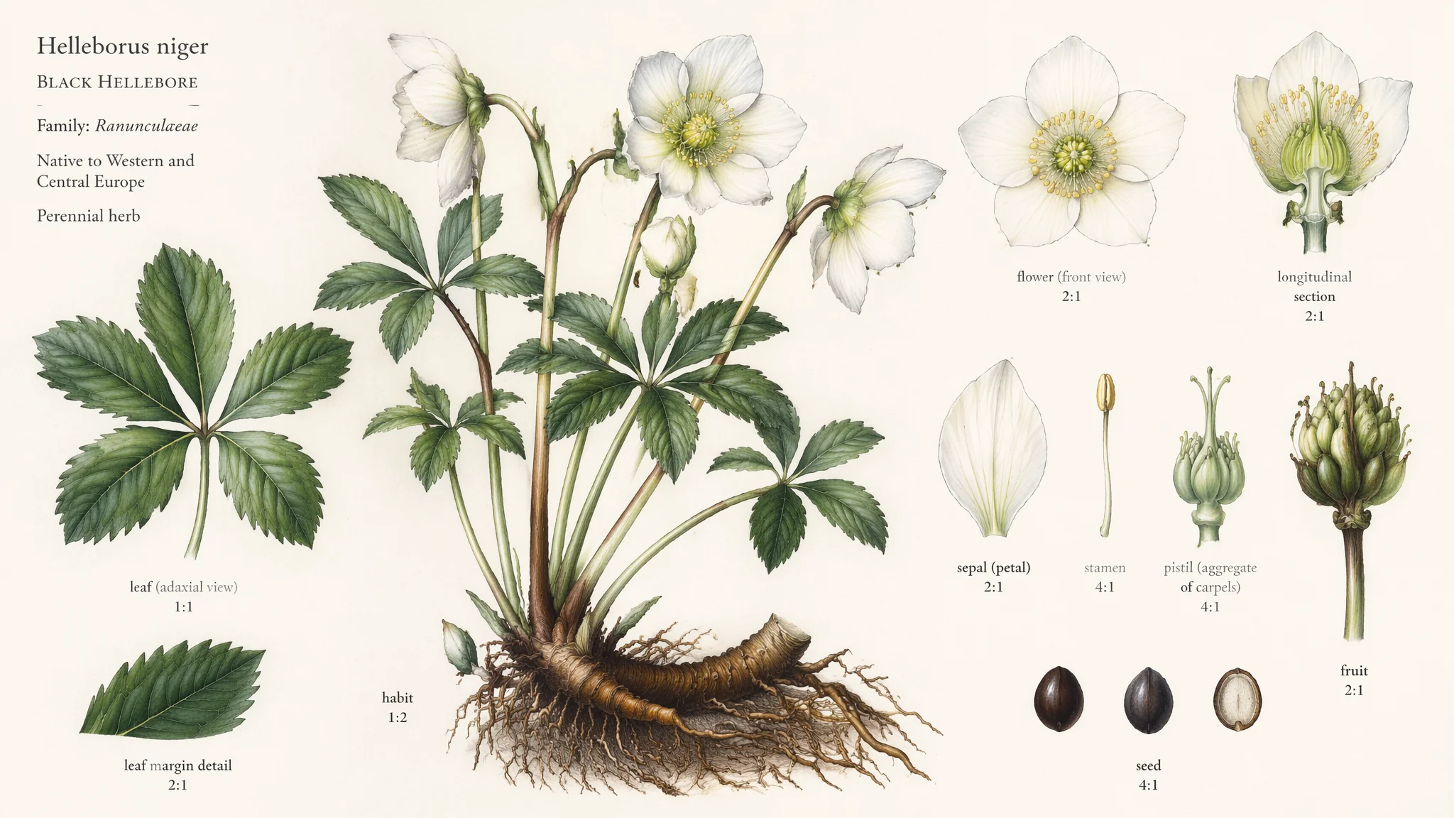 AI植物花卉绘画大全：从草本到乔木的全品类植物学插画技法
